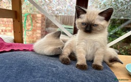 Ragdoll cats for sale: Beautiful Pure Ragdoll Kittens - Image 3