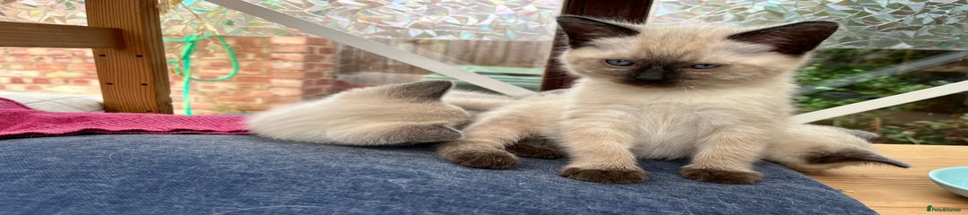 Ragdoll Kitten 2