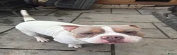 American Bully dogs for sale: Bobby in Gloucester - Advert 1