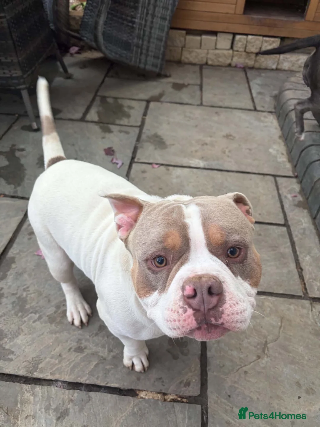 American Bully dogs for sale: Bobby in Gloucester - Advert 1