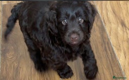 Cockapoo dogs for sale: 🐾Beautiful F2 cockapoos  🐾 - Image 39