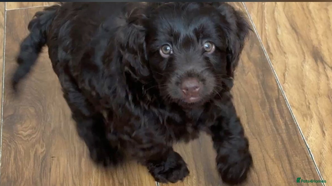 Cockapoo dogs for sale: 🐾Beautiful F2 cockapoos  🐾 - Image 39