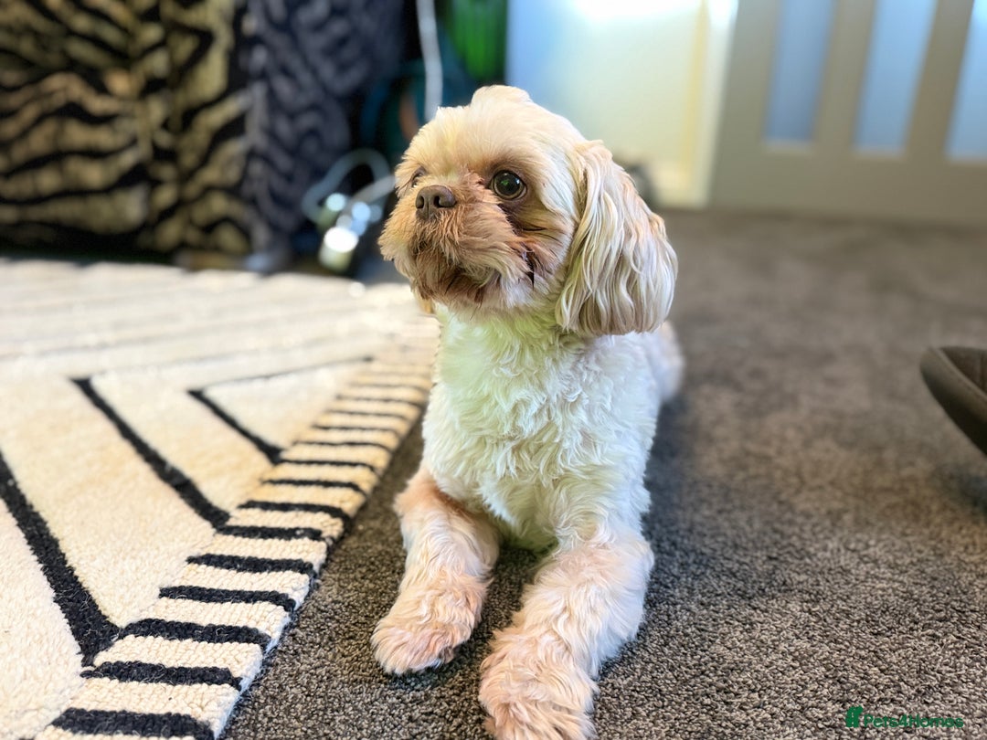 Shih Tzu dogs for stud: KC Reg Lavender Shih Tzu, Young Stud, FullPedigree - Advert 3