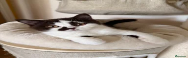 Lulu