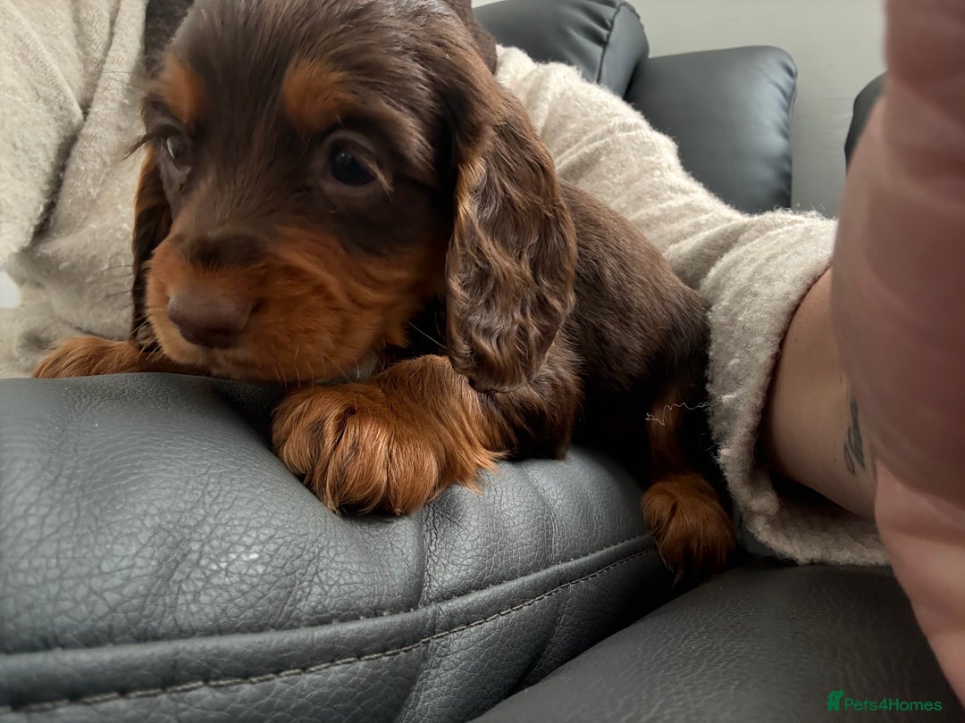 Cocker Spaniel dogs for sale: Only 1 pup left! Fantastic WCS health tested pup  - Image 4