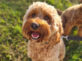 Cockapoo dogs - Advert 2