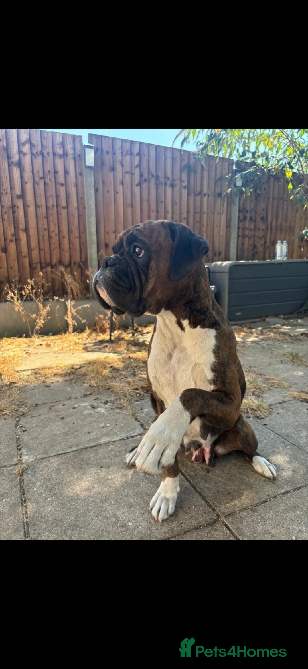 Boxer dogs for sale: Beutiful litter of boxer puppies  - Advert 18