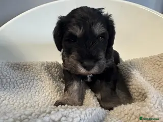 Miniature Schnauzer dogs 8 adorable miniature schnauzer puppies - Advert 3