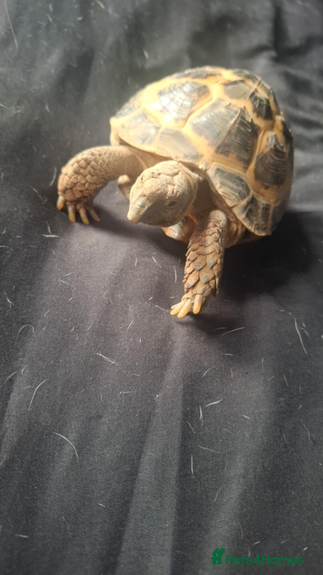Tortoise reptiles for sale: Male tortoise  - Image 2