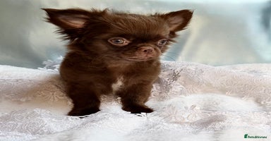 Chihuahua dogs - Advert 8