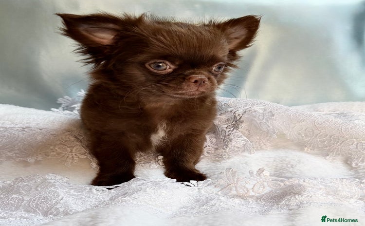 Chihuahua dogs - Advert 1