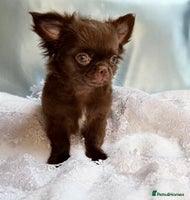 Chihuahua dogs - Advert 8