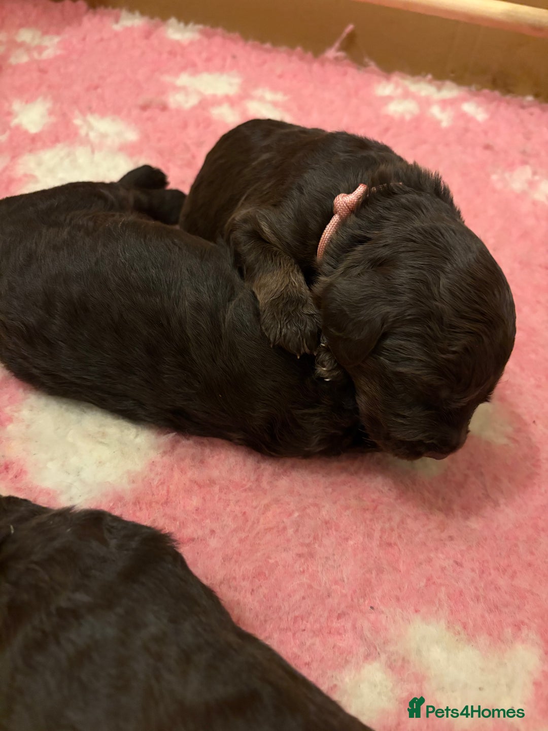 Labradoodle dogs for sale: Stunning Labradoodle Puppies  - Image 7