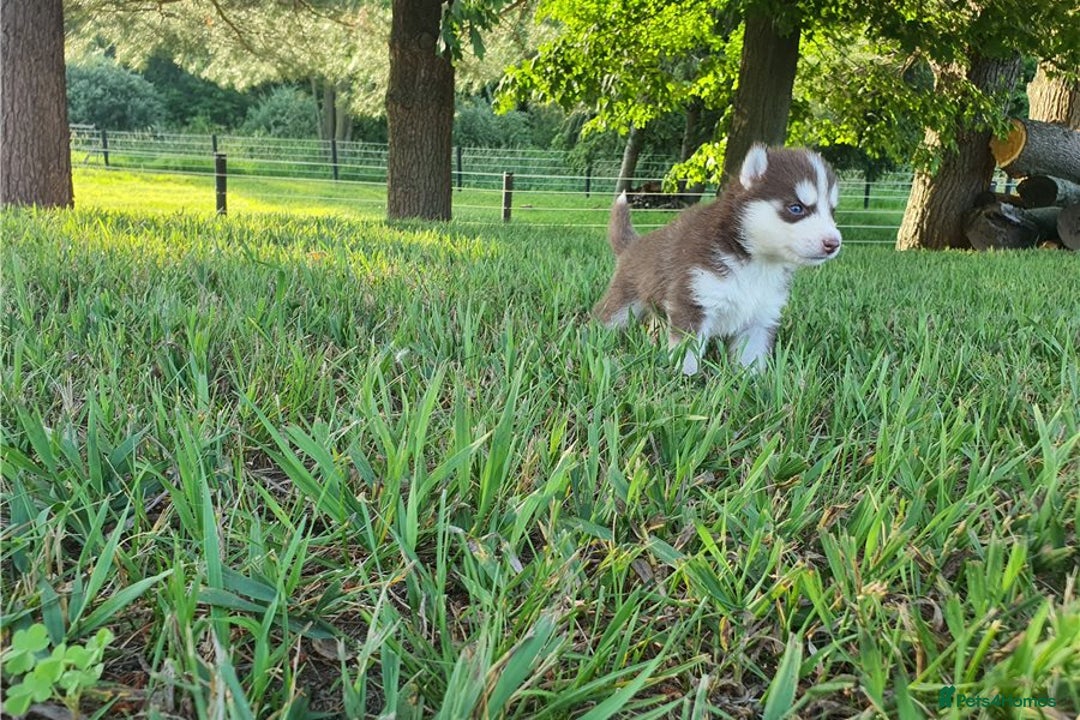 Siberian Husky dogs for sale: Blue Eyes Siberian huskies puppies  - Image 7