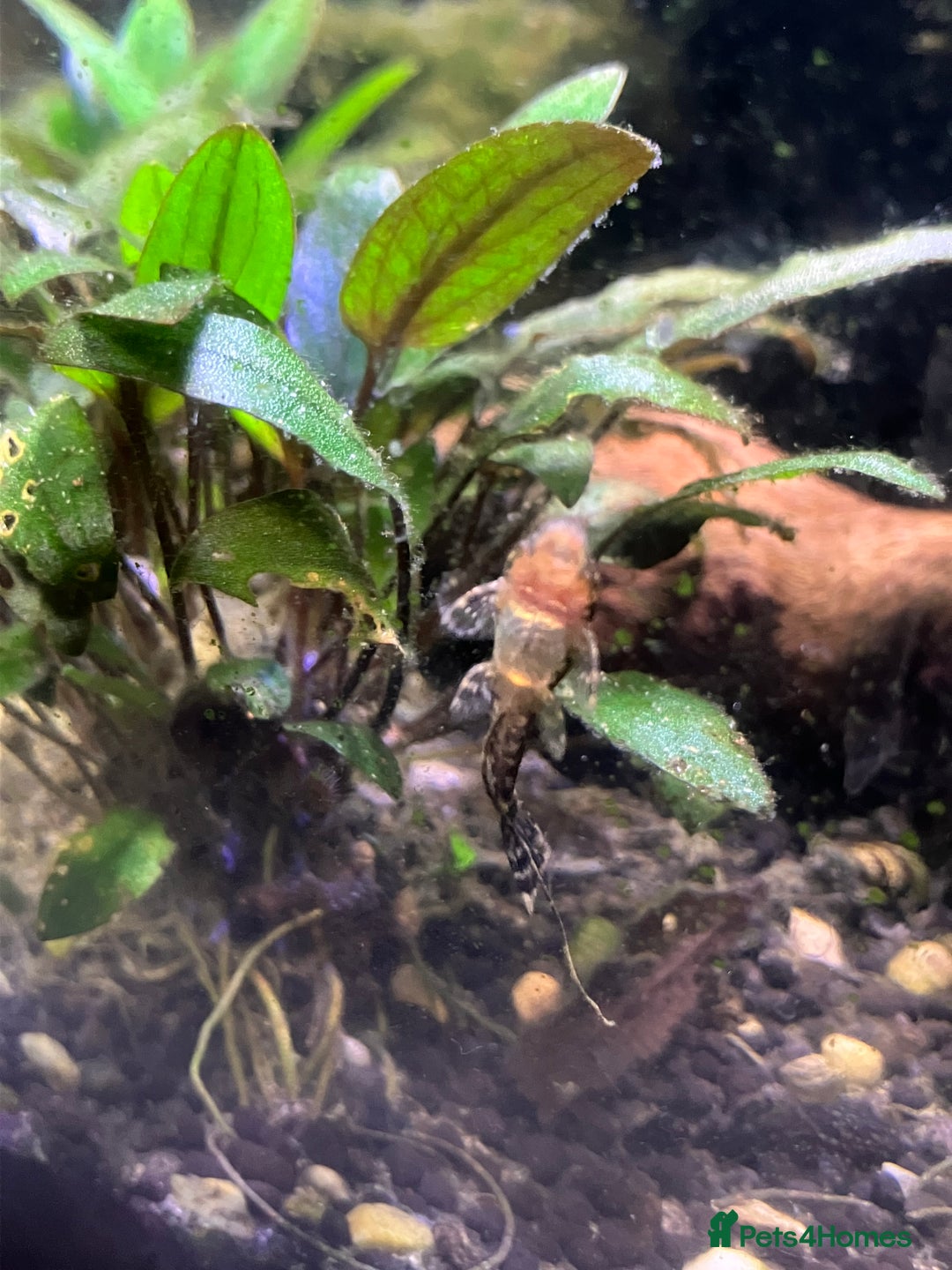 Catfish fish for sale: Bristlenose catfish (Ancistrus sp.) - Advert 4