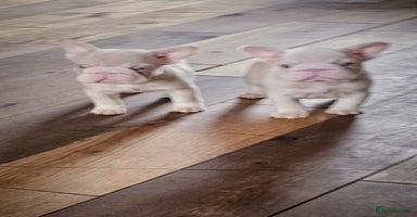 French Bulldog dogs - Advert 4