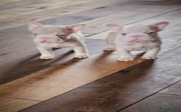 French Bulldog dogs - Advert 2