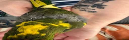 Parrots birds for sale: 2 male kakarikis  - Advert 6