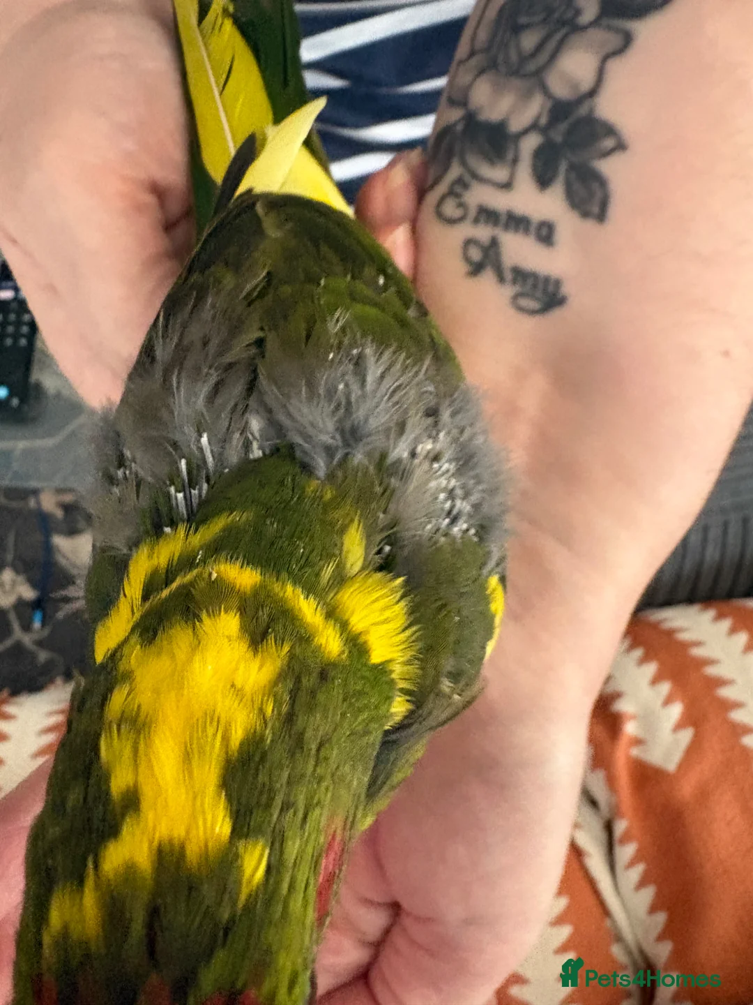 Parrots birds for sale: 2 male kakarikis  - Advert 6