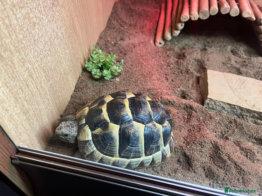 Tortoise reptiles for sale: 2 Spur Thighed Tortoises  - Image 3