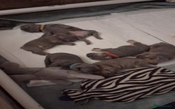 French Bulldog dogs for sale: French bulldogs - Image 34