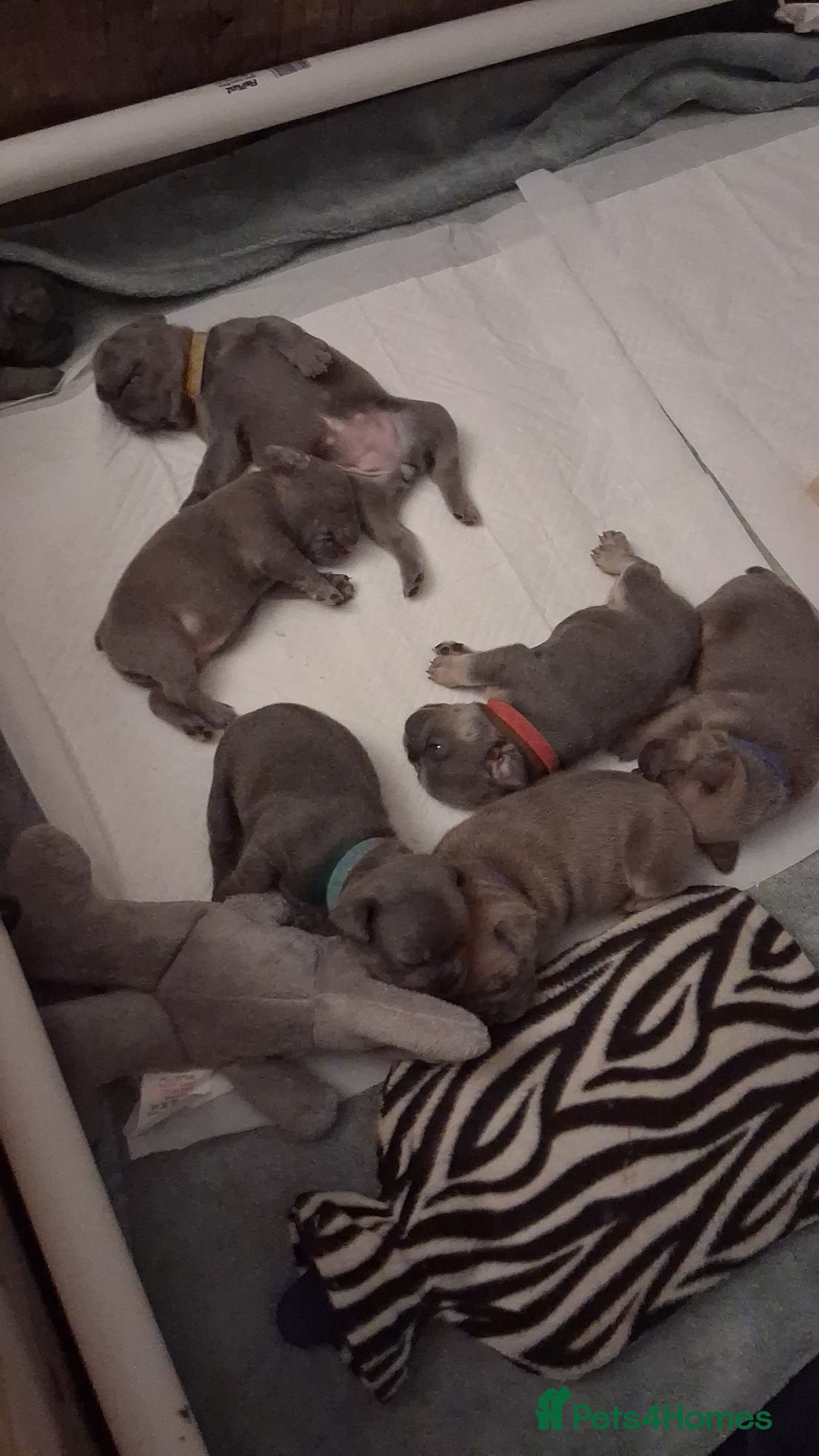 French Bulldog dogs for sale: French bulldogs - Image 34