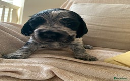 Cocker Spaniel dogs for sale: Show Cocker Spaniel KC reg available on 16 th Sept - Image 20
