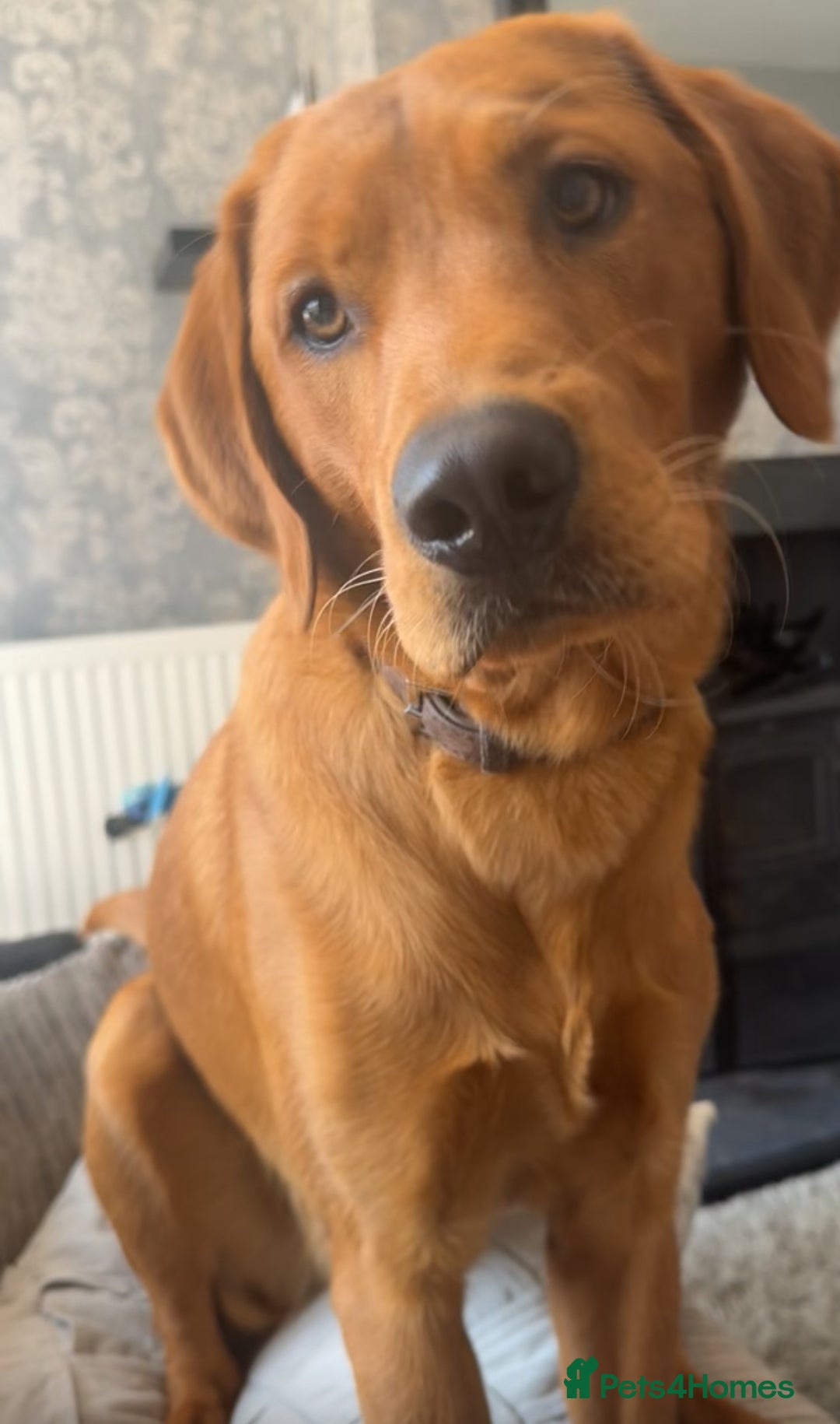 Labrador Retriever dogs for sale: OAKLEY RED FOX LABRADOR  - Image 3