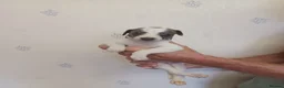 Whippet dogs for sale: Beautiful RKC Registered Puppies - Advert 38