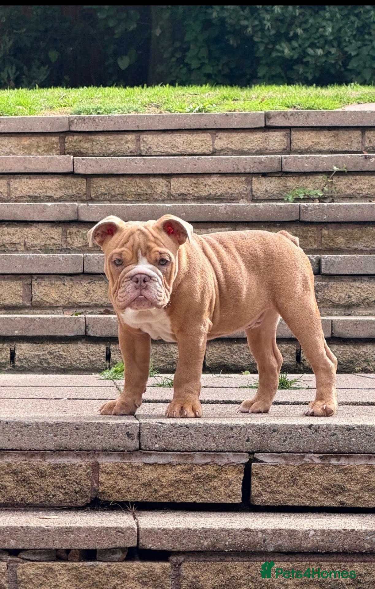 English Bulldog dogs English Bulldog Boy  - Advert 9