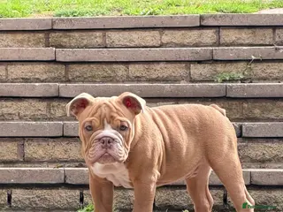 English Bulldog dogs English Bulldog Boy - Advert 1