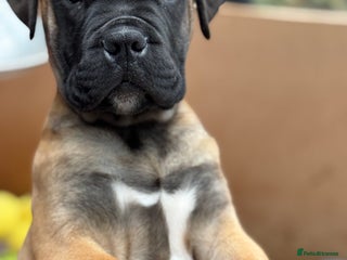 Bullmastiff dogs Beautiful number 7 Mastiff female - Advert 3