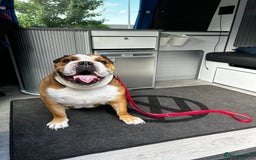 English Bulldog dogs for sale: English bulldog male - Image 2