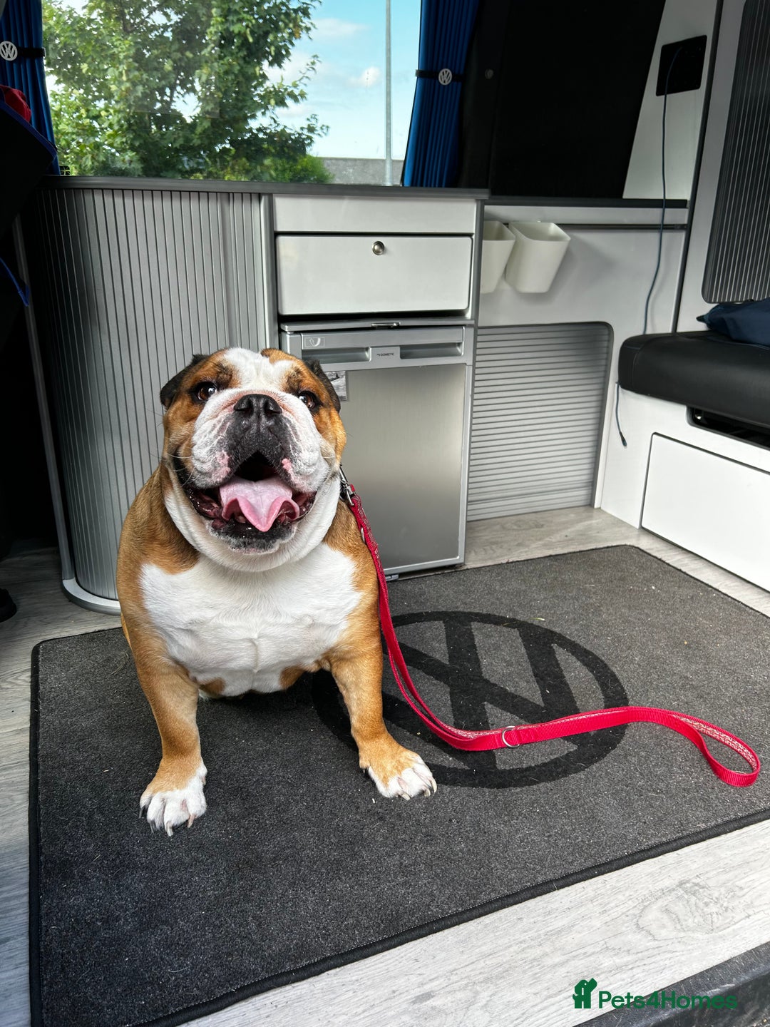 English Bulldog dogs for sale: English bulldog male - Image 2
