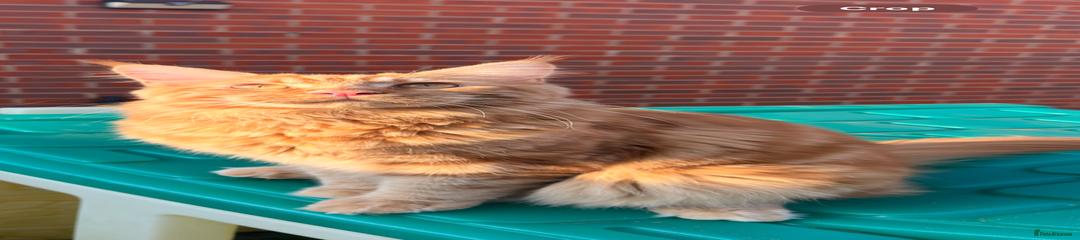 Maine Coon Kitten 2