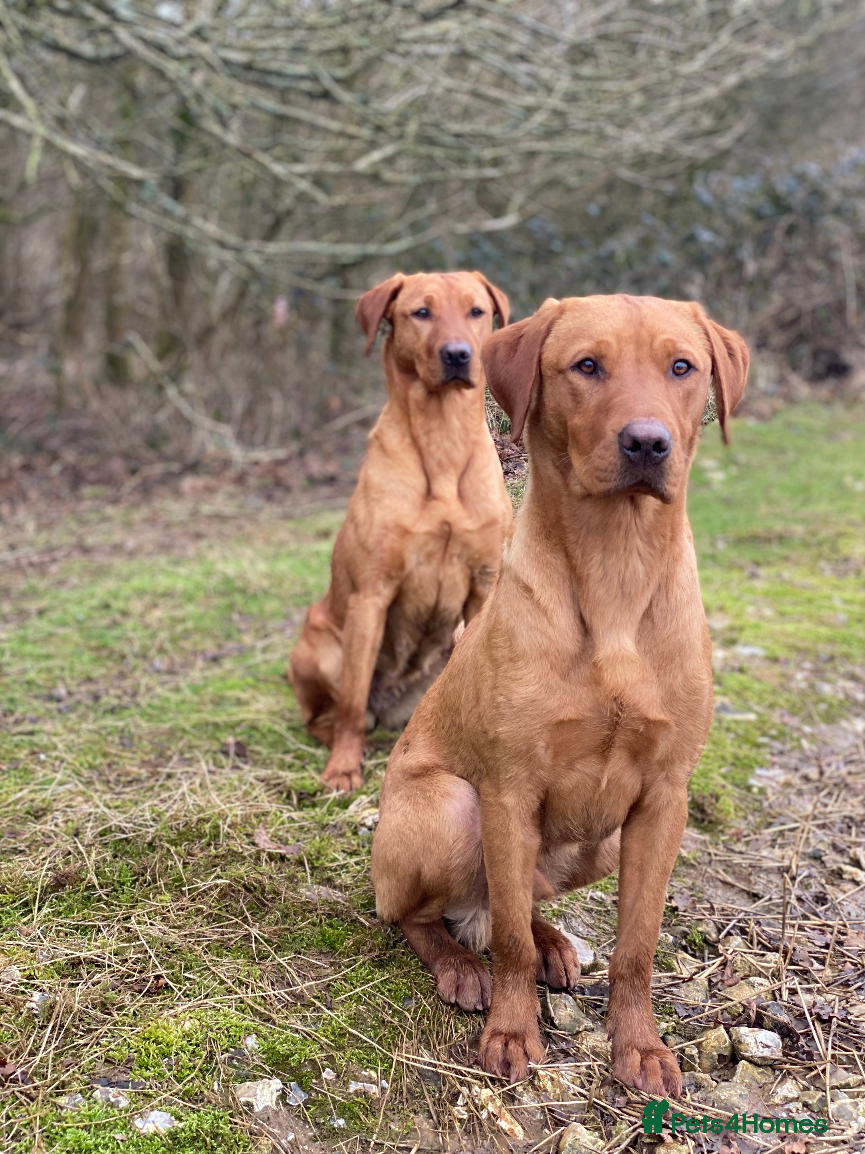 Labrador Retriever dogs Fox Red Labrador available at stud  - Advert 8