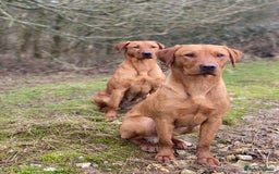 Labrador Retriever dogs for stud: Fox Red Labrador available at stud  - Image 1