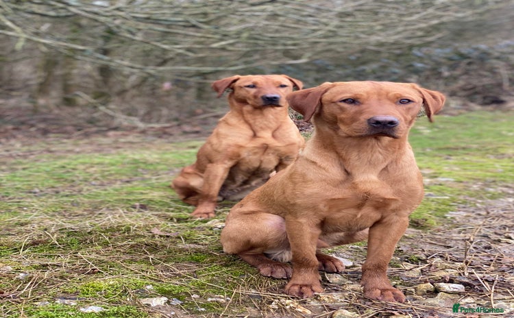 Labrador Retriever dogs - Advert 6