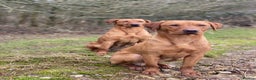 Labrador Retriever dogs for stud: Fox Red Labrador available at stud  - Advert 1