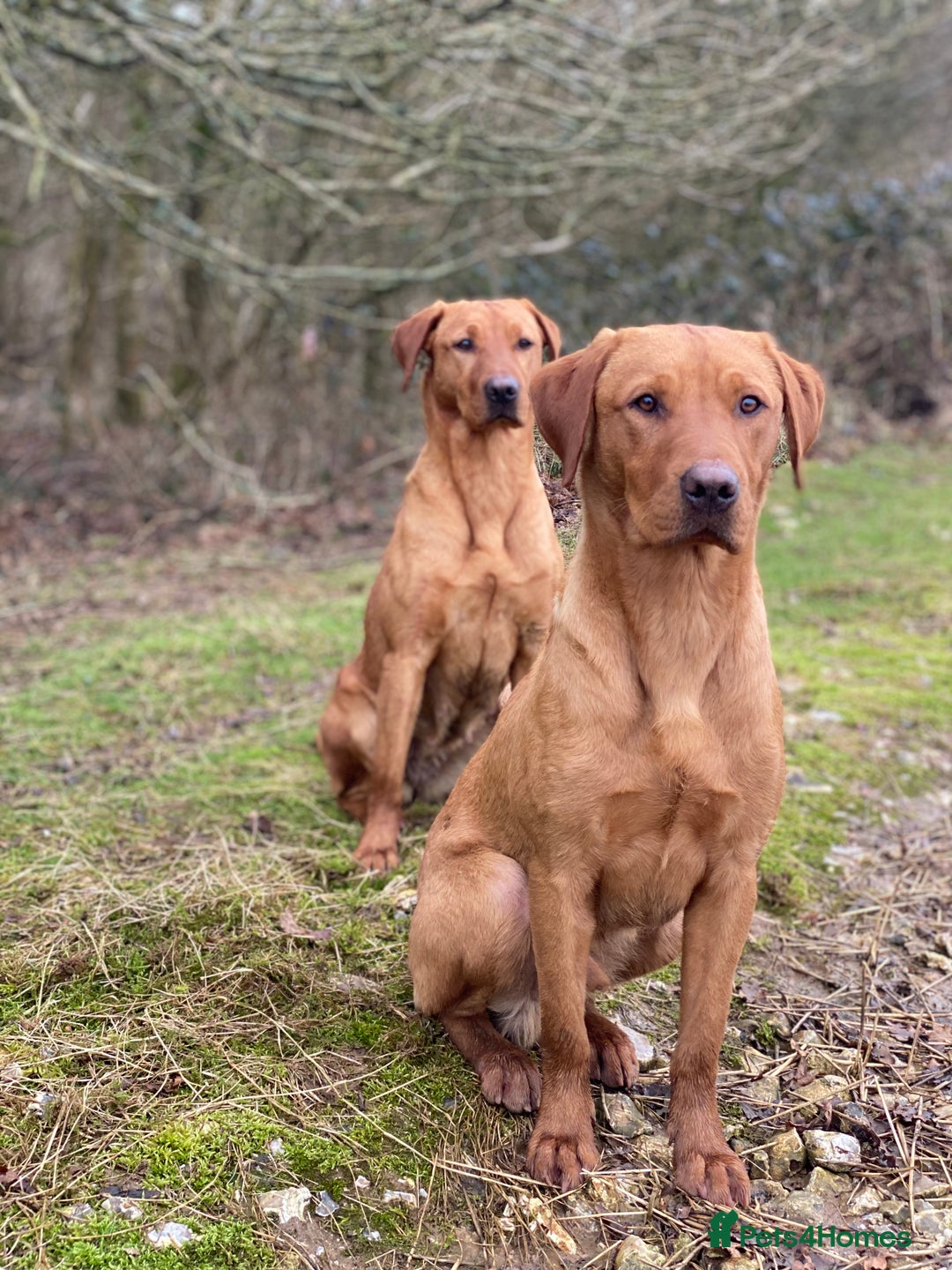 Labrador Retriever dogs for stud: Fox Red Labrador available at stud  - Image 1