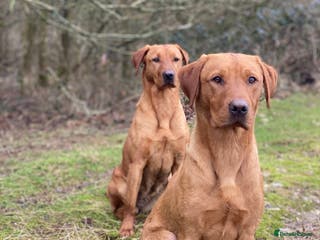 Labrador Retriever dogs Fox Red Labrador available at stud - Advert 23