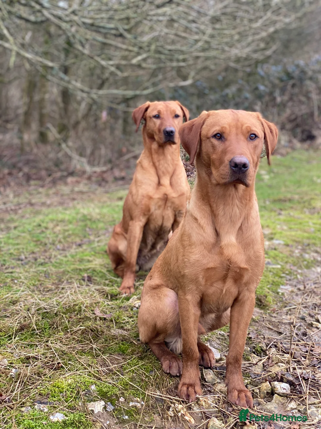 Labrador Retriever dogs for stud: Fox Red Labrador available at stud  - Advert 1