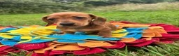 Dachshund dogs for sale: BEAUTIFUL KC REG & PRA CLEAR MINI DACHSHUNDS🩷💙 - Advert 23