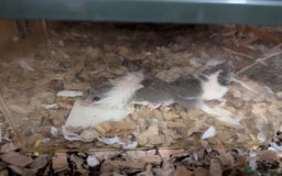 Mouse rodents for sale: Pieds and browns African pygmy dormice!!   - Image 5