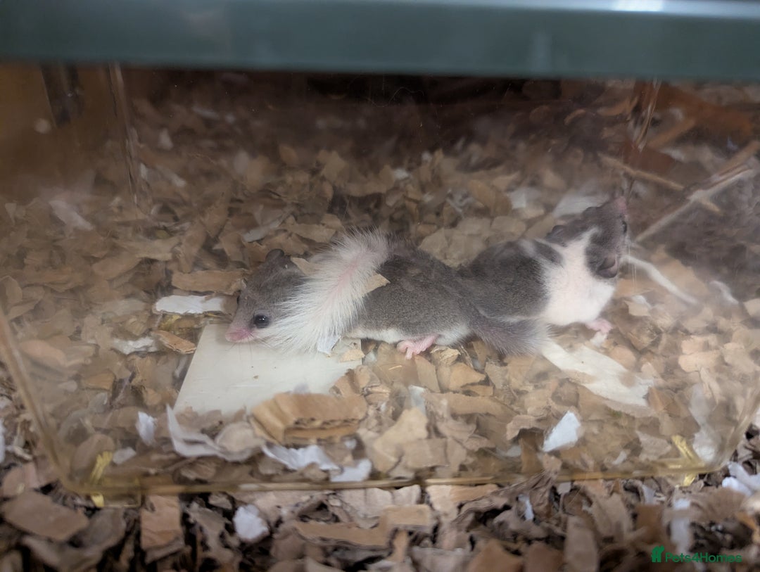 Mouse rodents for sale: Pieds and browns African pygmy dormice!!   - Image 5