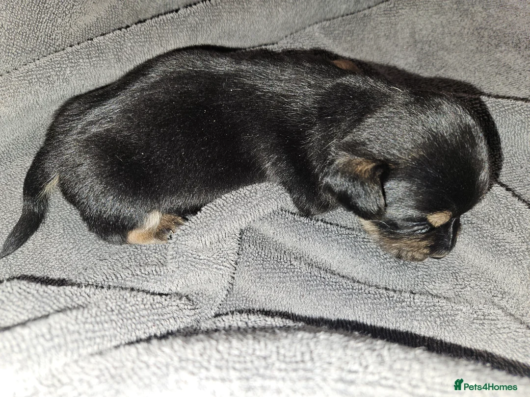 Jack Russell dogs for sale: Jack russle puppies  - Advert 31