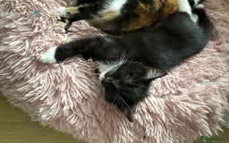 British Shorthair cats for sale: 7 kittens just turned 8 weeks  - Image 11