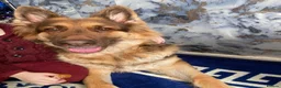 German Shepherd dogs for sale: Female German Shepherd  in Durham - Advert 1