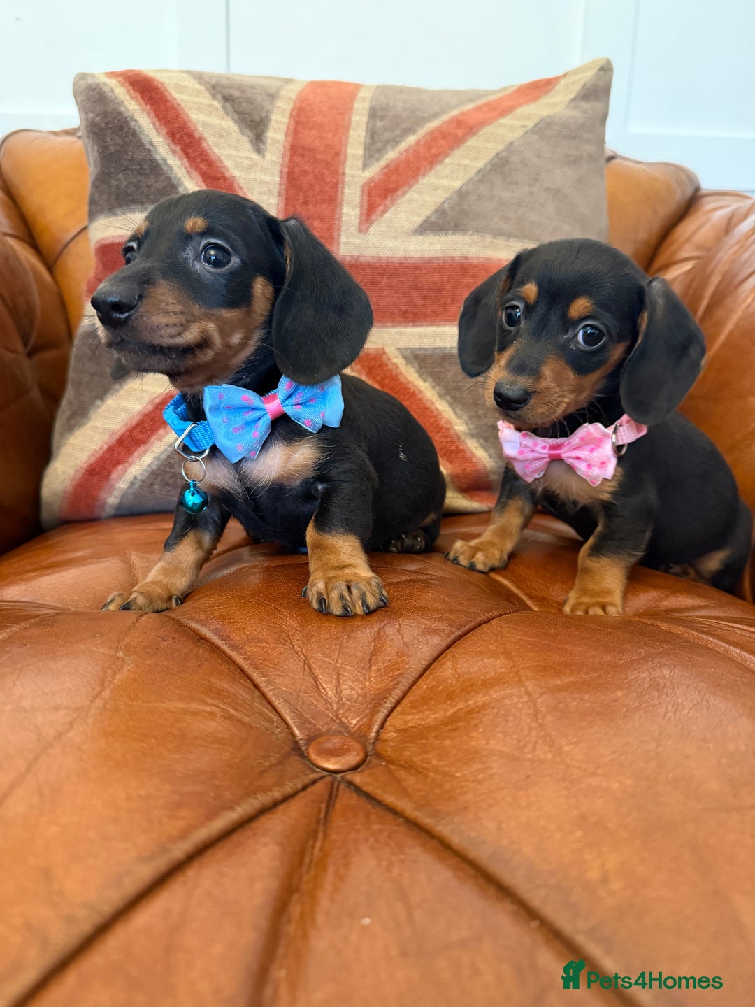 Miniature Dachshund dogs for sale: Beautiful Miniature Dachshunds 5 ⭐ License Breeder - Advert 4