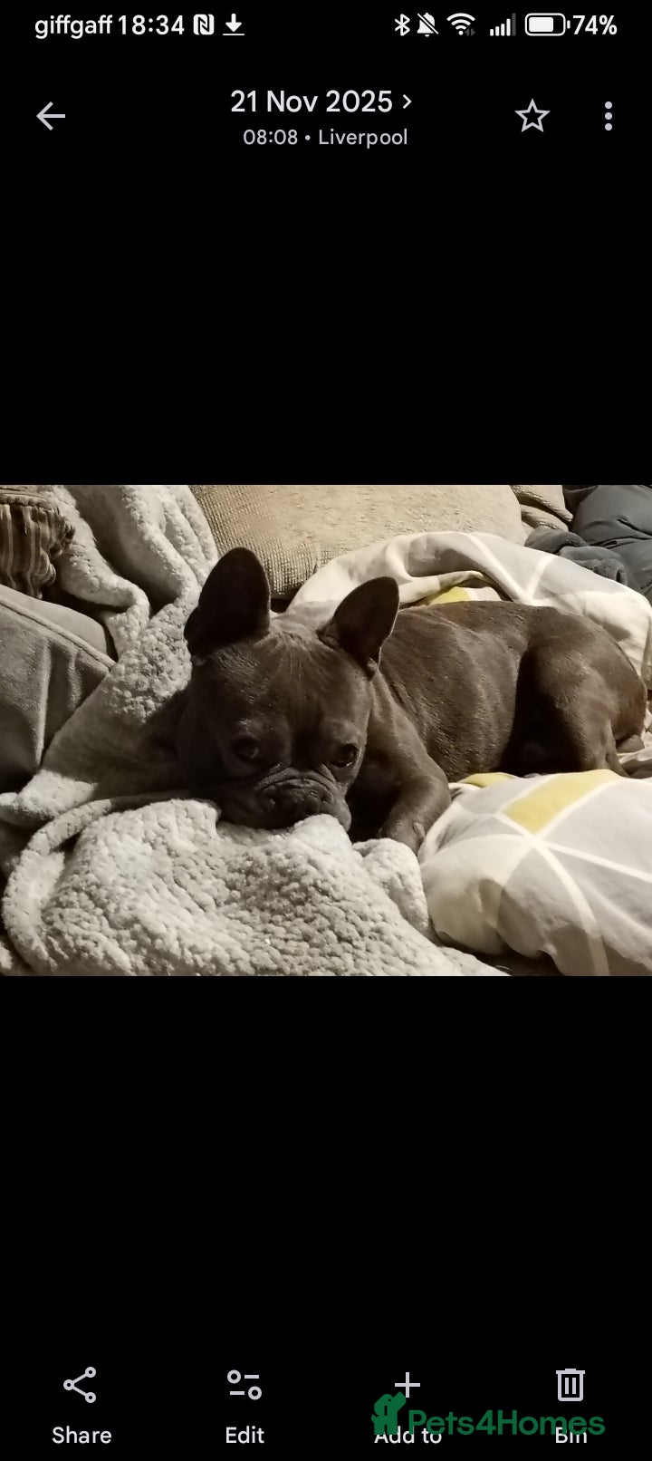 French Bulldog dogs Bluey in Liverpool - Advert 1